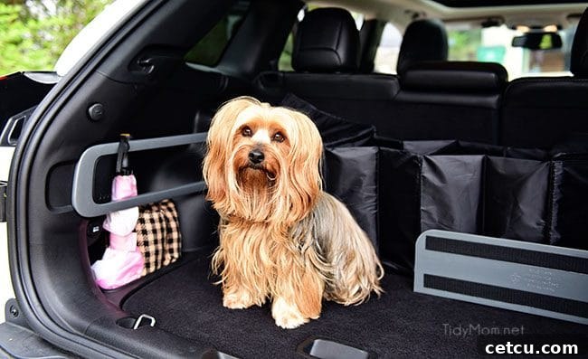 Removing pet hair from car seats during spring cleaning.
